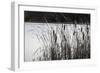 Cattails In Wind And Snow-Anthony Paladino-Framed Giclee Print