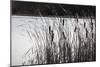 Cattails In Wind And Snow-Anthony Paladino-Mounted Giclee Print