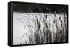 Cattails In Wind And Snow-Anthony Paladino-Framed Stretched Canvas