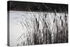 Cattails In Wind And Snow-Anthony Paladino-Stretched Canvas