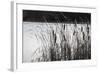 Cattails In Wind And Snow-Anthony Paladino-Framed Giclee Print