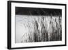 Cattails In Wind And Snow-Anthony Paladino-Framed Giclee Print