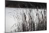 Cattails In Wind And Snow-Anthony Paladino-Mounted Giclee Print