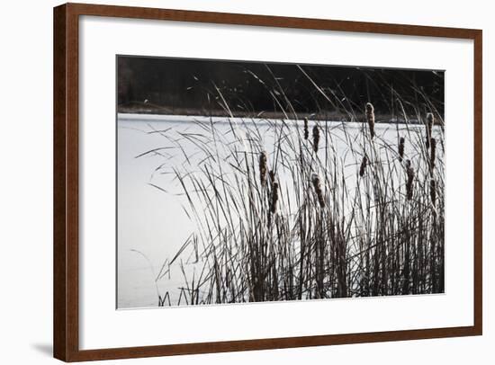 Cattails In Wind And Snow-Anthony Paladino-Framed Giclee Print