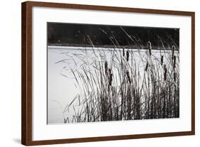 Cattails In Wind And Snow-Anthony Paladino-Framed Giclee Print