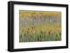 Cattails, Margaret Eagan Sullivan Park, Anchorage, Alaska-Adam Jones-Framed Photographic Print