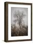 Cattails Teasel and Tree-David Lorenz Winston-Framed Art Print