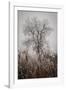 Cattails Teasel and Tree-David Lorenz Winston-Framed Art Print