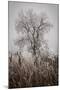 Cattails Teasel and Tree-David Lorenz Winston-Mounted Art Print