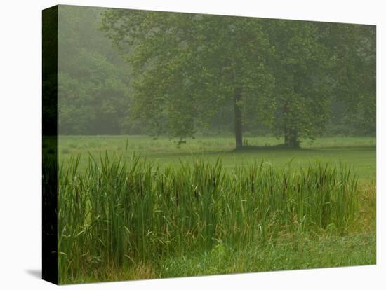 Cattails With Trees, Union Mills, Westminster, Maryland, USA-Corey Hilz-Stretched Canvas