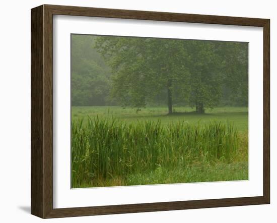 Cattails With Trees, Union Mills, Westminster, Maryland, USA-Corey Hilz-Framed Photographic Print