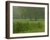 Cattails With Trees, Union Mills, Westminster, Maryland, USA-Corey Hilz-Framed Photographic Print