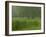 Cattails With Trees, Union Mills, Westminster, Maryland, USA-Corey Hilz-Framed Photographic Print