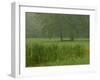 Cattails With Trees, Union Mills, Westminster, Maryland, USA-Corey Hilz-Framed Photographic Print