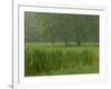 Cattails With Trees, Union Mills, Westminster, Maryland, USA-Corey Hilz-Framed Photographic Print