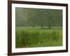 Cattails With Trees, Union Mills, Westminster, Maryland, USA-Corey Hilz-Framed Photographic Print