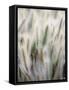 Cattails-John Luke-Framed Stretched Canvas