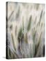 Cattails-John Luke-Stretched Canvas