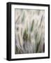 Cattails-John Luke-Framed Photographic Print