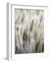 Cattails-John Luke-Framed Photographic Print