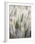 Cattails-John Luke-Framed Photographic Print