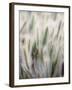 Cattails-John Luke-Framed Photographic Print