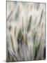 Cattails-John Luke-Mounted Photographic Print