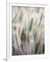 Cattails-John Luke-Framed Photographic Print