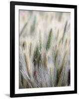 Cattails-John Luke-Framed Photographic Print