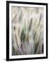 Cattails-John Luke-Framed Photographic Print