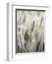 Cattails-John Luke-Framed Photographic Print