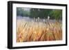 Cattails-Carol Strock Wasson-Framed Art Print