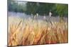 Cattails-Carol Strock Wasson-Mounted Art Print