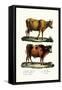 Cattle, 1824-Karl Joseph Brodtmann-Framed Stretched Canvas