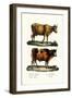 Cattle, 1824-Karl Joseph Brodtmann-Framed Giclee Print