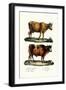 Cattle, 1824-Karl Joseph Brodtmann-Framed Giclee Print