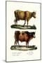 Cattle, 1824-Karl Joseph Brodtmann-Mounted Giclee Print