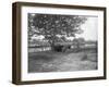Cattle, Alipore, India, 1905-1906-FL Peters-Framed Giclee Print