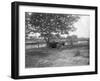 Cattle, Alipore, India, 1905-1906-FL Peters-Framed Giclee Print