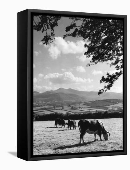 Cattle and Brecon Beacons-null-Framed Stretched Canvas