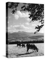 Cattle and Brecon Beacons-null-Stretched Canvas