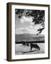 Cattle and Brecon Beacons-null-Framed Photographic Print