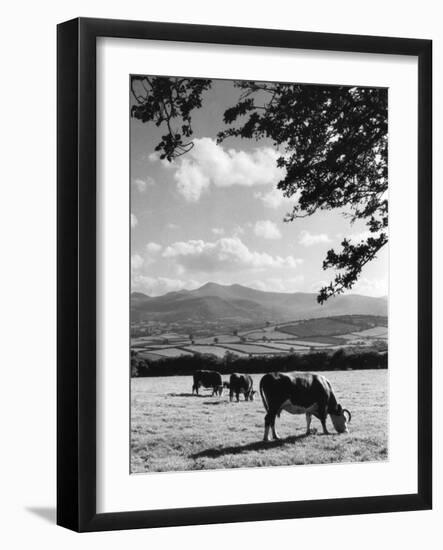 Cattle and Brecon Beacons-null-Framed Photographic Print