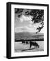 Cattle and Brecon Beacons-null-Framed Photographic Print