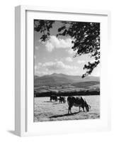 Cattle and Brecon Beacons-null-Framed Photographic Print