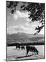 Cattle and Brecon Beacons-null-Mounted Photographic Print