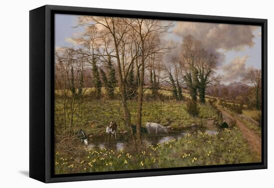 Cattle And Daffodils-Bill Makinson-Framed Stretched Canvas