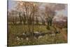 Cattle And Daffodils-Bill Makinson-Stretched Canvas