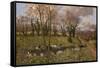 Cattle And Daffodils-Bill Makinson-Framed Stretched Canvas