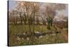 Cattle And Daffodils-Bill Makinson-Stretched Canvas